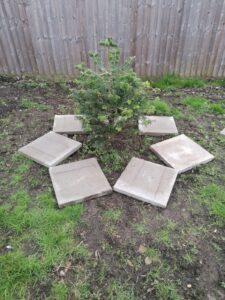 Gandy Field paving slabs star round tree