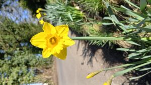 Spring Flowers 13