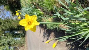 Spring Flowers 14
