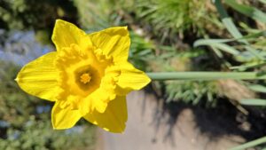 Spring Flowers 15