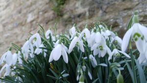 Spring Flowers 16