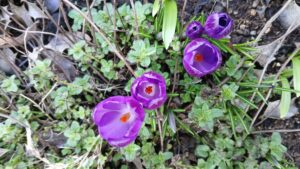 Spring Flowers 17