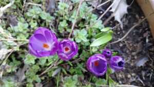 Spring Flowers 18