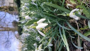 Spring Flowers 2