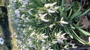 Spring Flowers 4