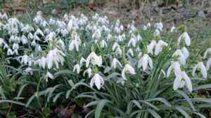 Spring flowers 5
