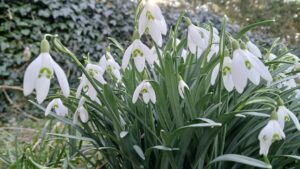 Spring Flowers 6