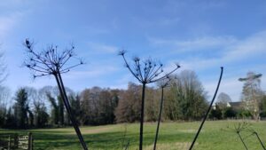 Spring Flowers 8
